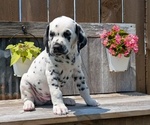 Small Photo #71 Dalmatian Puppy For Sale in GOSHEN, IN, USA