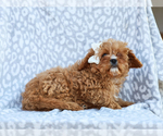 Small #3 Cavapoo (Miniature)