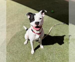Mutt Dogs for adoption in Las Vegas, NV, USA