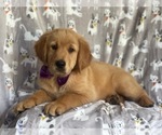 Small Photo #5 Golden Retriever Puppy For Sale in LAKELAND, FL, USA