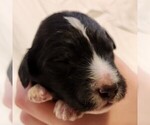 Small F2 Aussiedoodle