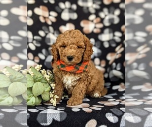 Goldendoodle (Miniature) Puppy for sale in KIRKWOOD, PA, USA
