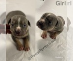 Small Photo #3 American Bully Puppy For Sale in MEMPHIS, TN, USA