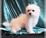 Small Photo #6 Maltese Puppy For Sale in ROCK VALLEY, IA, USA