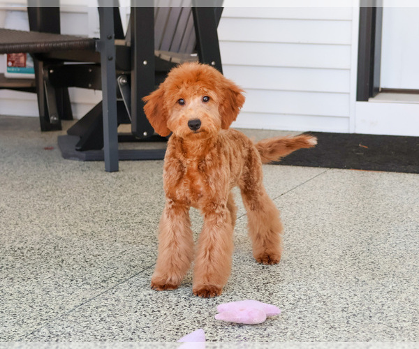 Medium Photo #6 Goldendoodle Puppy For Sale in SYRACUSE, IN, USA