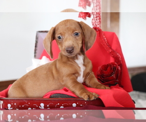Dachshund Puppy for sale in SHILOH, OH, USA
