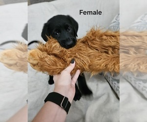 Golden Shepherd Puppy for sale in HUBERT, NC, USA