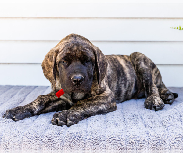 Medium Photo #10 Mastiff Puppy For Sale in WAKARUSA, IN, USA
