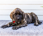 Small #9 Mastiff