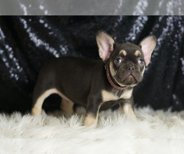 Medium Photo #4 French Bulldog Puppy For Sale in WARSAW, IN, USA