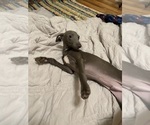 Small Photo #4 Italian Greyhound Puppy For Sale in OREANA, IL, USA