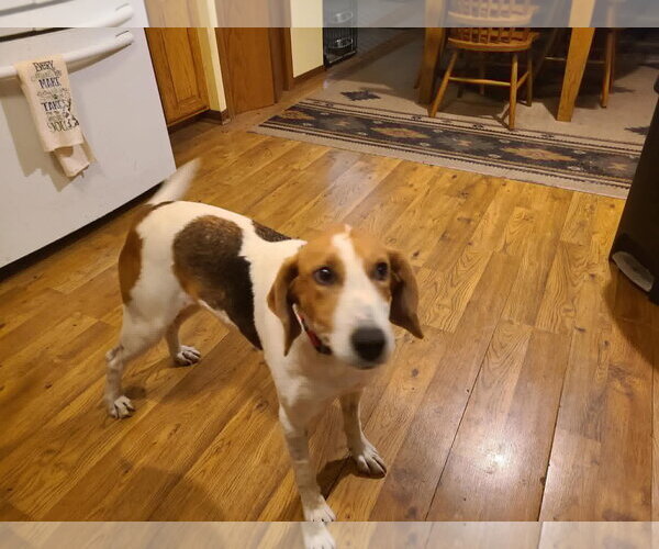 Medium Photo #3 American Foxhound-Unknown Mix Puppy For Sale in Plainfield, IL, USA