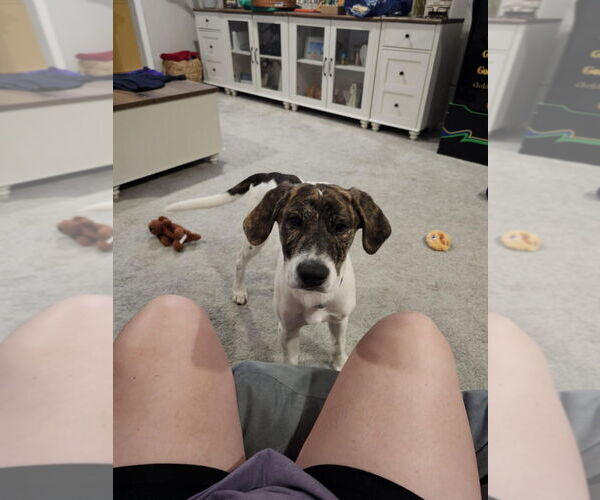 Medium Photo #2 Mutt Puppy For Sale in FRAMINGHAM, MA, USA