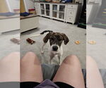 Small #1 Mutt