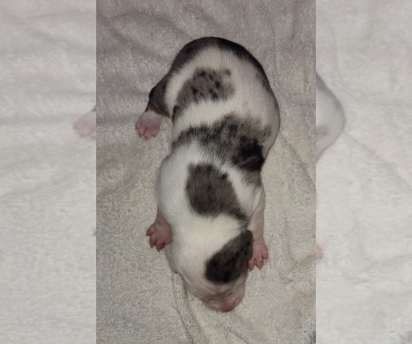 Medium Photo #2 Catahoula Leopard Dog Puppy For Sale in CUMBY, TX, USA