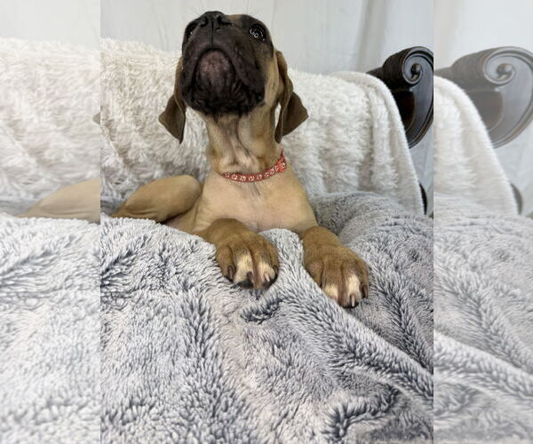 Medium Photo #6 Mutt Puppy For Sale in Goodyear, AZ, USA