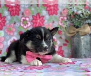 Border Collie-Pomsky Mix Puppy for sale in LANCASTER, PA, USA
