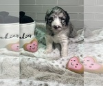 Small Photo #5 Sheepadoodle Puppy For Sale in BROOKSVILLE, FL, USA
