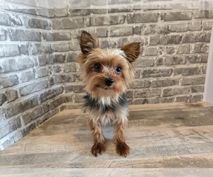 Father of the Yorkshire Terrier puppies born on 05/07/2025
