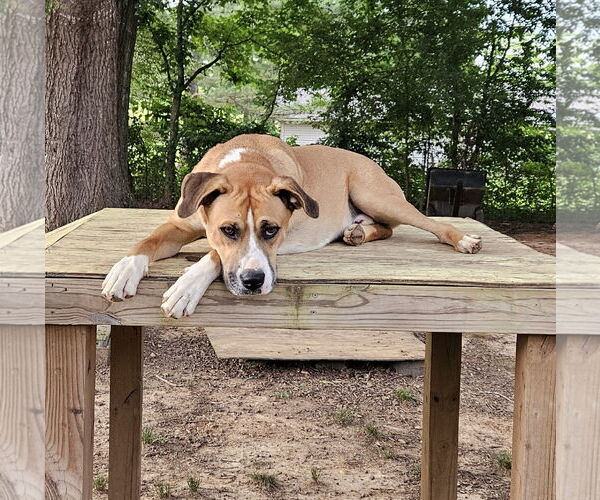 Medium Photo #2 Anatolian Shepherd-Boxer Mix Puppy For Sale in Corinth, MS, USA