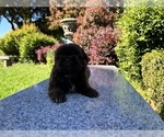 Puppy 1 Shih Tzu