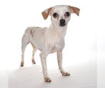 Small #1 Chihuahua Mix