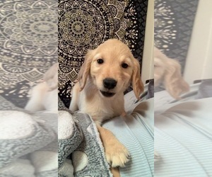 Golden Retriever Puppy for sale in WOODLAND, CA, USA