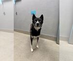 Small Siberian Husky Mix