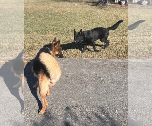 Medium Photo #2 German Shepherd Dog Puppy For Sale in Centreville, VA, USA