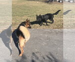 Small #1 German Shepherd Dog