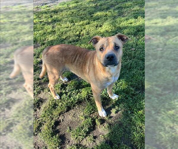 Medium Photo #1 American Pit Bull Terrier-Black Mouth Cur Mix Puppy For Sale in Conroe, TX, USA