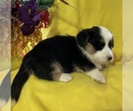Small Photo #6 Cardigan Welsh Corgi Puppy For Sale in DEARBORN, MO, USA