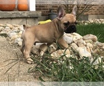 Small Photo #9 French Bulldog Puppy For Sale in HOCKESSIN, DE, USA