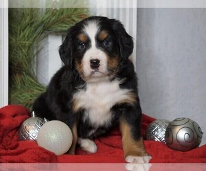 Bernese Mountain Dog Puppy for sale in FREDERICKSBG, OH, USA