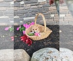 Small Photo #9 Pembroke Welsh Corgi Puppy For Sale in PORT BYRON, NY, USA