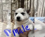 Small Photo #6 Siberian Husky Puppy For Sale in WILLIAMSBURG, VA, USA