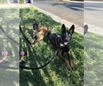 Small Photo #4 Belgian Malinois Puppy For Sale in FRESNO, CA, USA