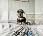 Small Photo #7 Schnauzer (Standard) Puppy For Sale in COOKEVILLE, TN, USA