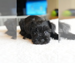 Puppy Titi Schnauzer (Miniature)