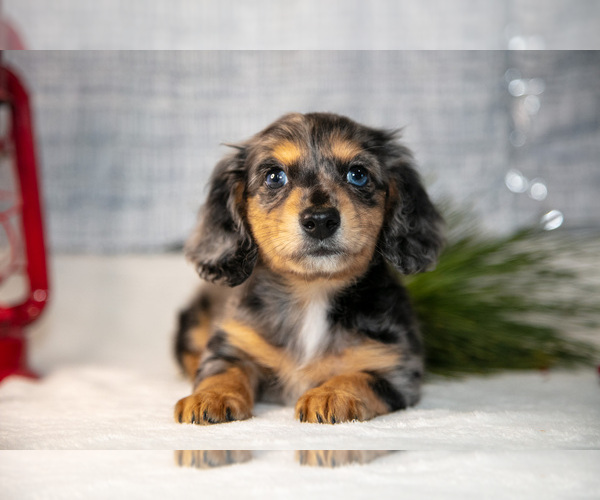 Medium Photo #18 Dachshund Puppy For Sale in GOSHEN, IN, USA