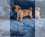 Small Photo #6 Jug Puppy For Sale in SHOEMAKERSVILLE, PA, USA