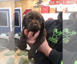 Labrador Retriever Puppy for sale in GENOLA, MN, USA