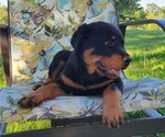 Small Photo #3 Rottweiler Puppy For Sale in WITHEE, WI, USA