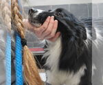 Small #6 Border Collie
