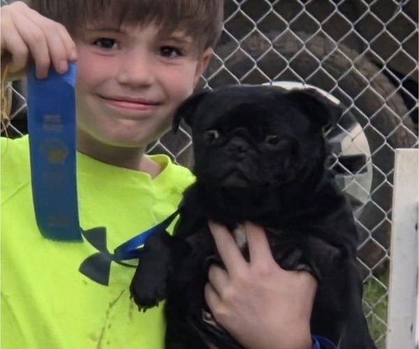 Medium Photo #1 Chug Puppy For Sale in HILLSDALE, MI, USA