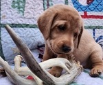 Small Photo #5 Labrador Retriever Puppy For Sale in BUFFALO, NY, USA