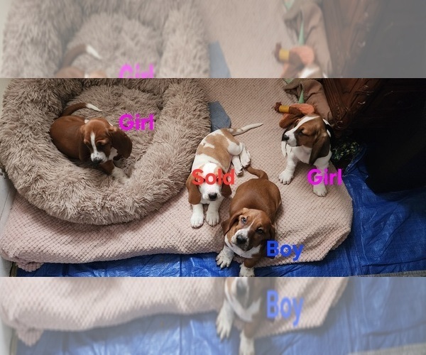 Medium Photo #1 Basset Hound Puppy For Sale in SANFORD, NC, USA