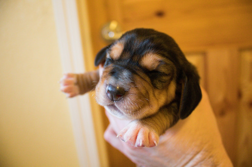 Medium Photo #24 Basset Hound Puppy For Sale in PETERSBURG, IN, USA