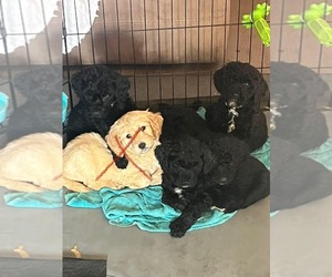 Goldendoodle Puppy for sale in SISSONVILLE, WV, USA