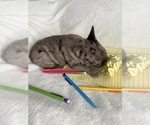 Small #9 French Bulldog